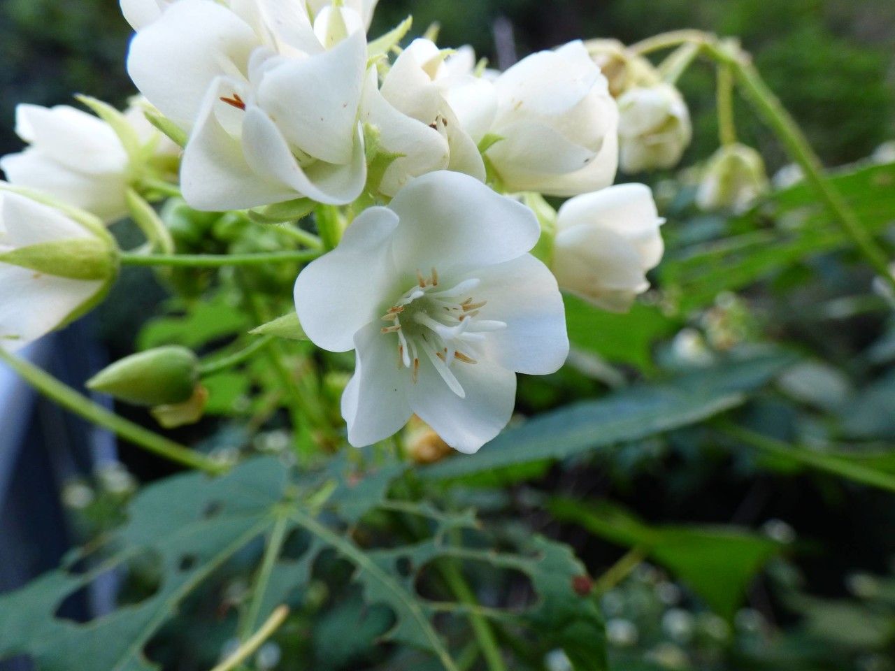 Dombeya acutangula flower