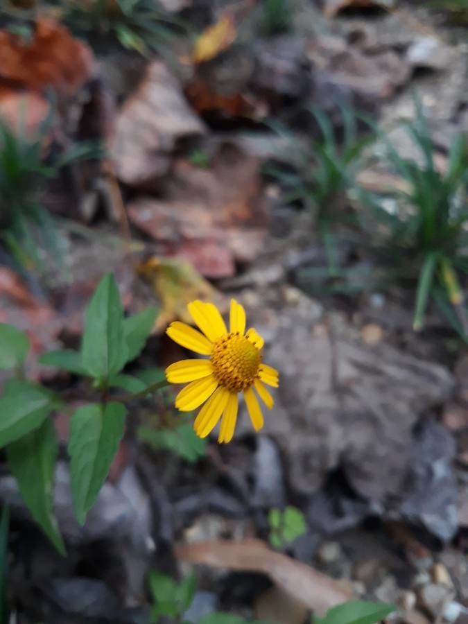 Acmella oppositifolia flower