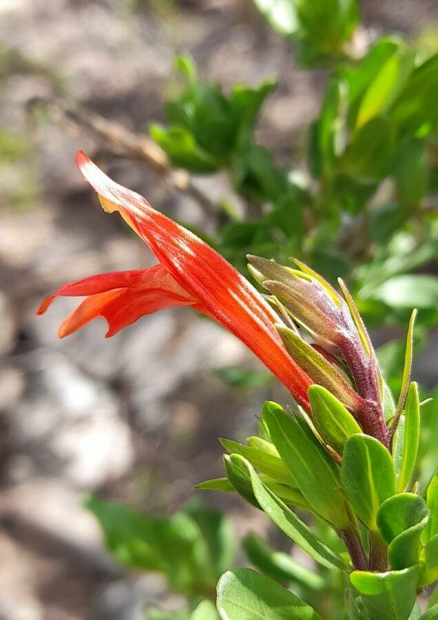Justicia xylosteoides flower