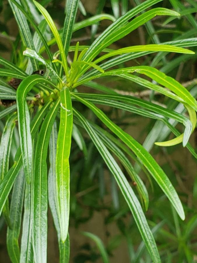 Thevetia peruviana — related species from the same genus