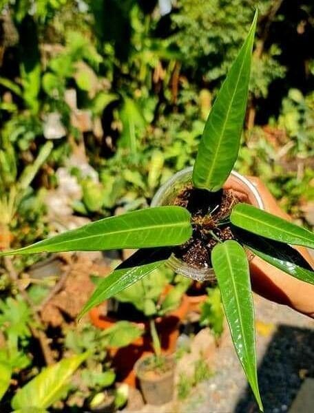 Anthurium debilipeltatum — houseplant care guide