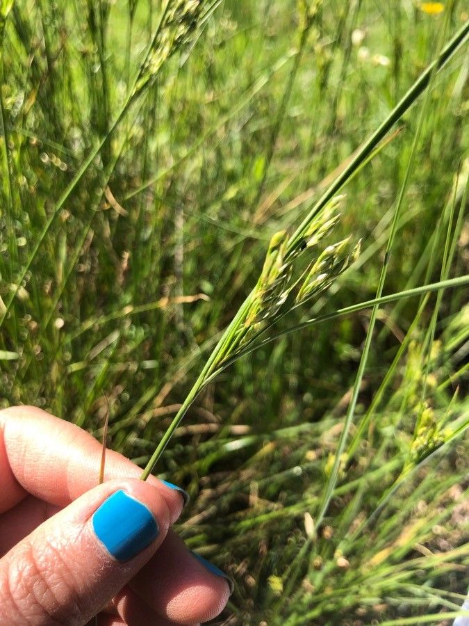 Juncus interior fruit