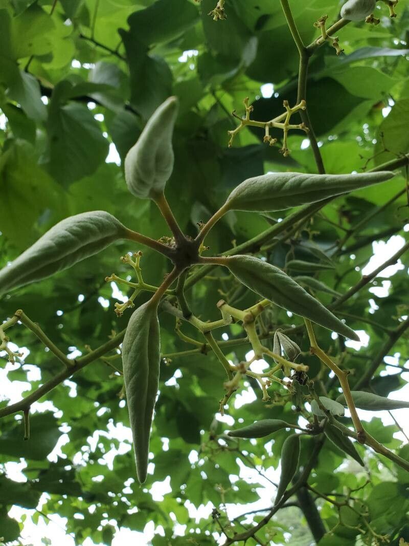 Firmiana simplex fruit