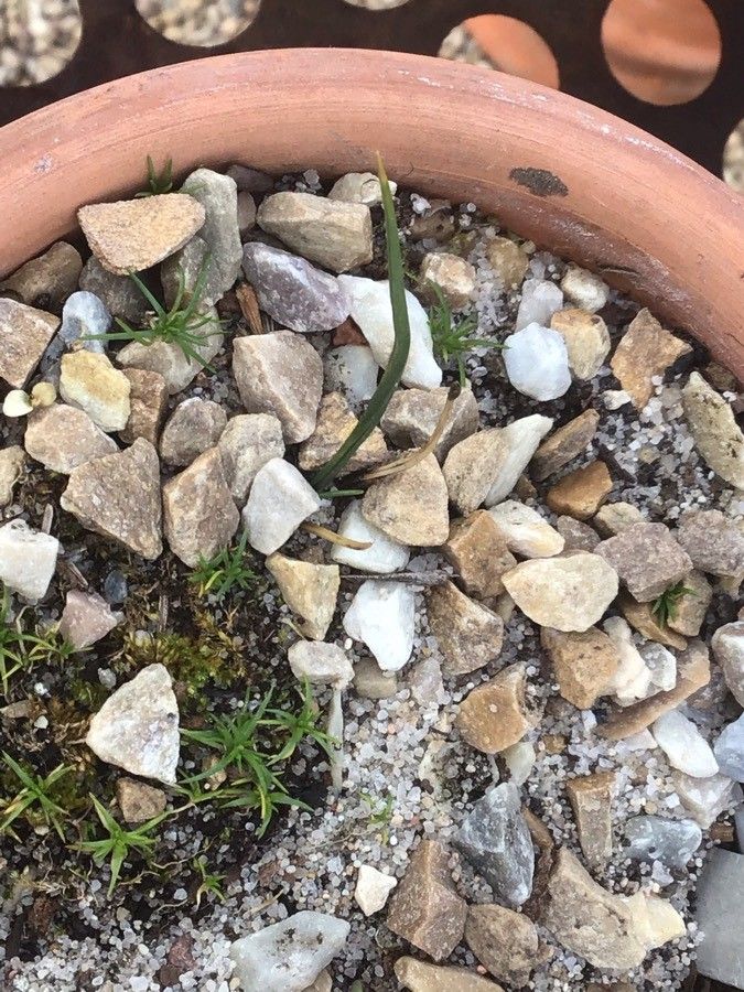 Crocus cambessedesii — search result for 'Crocus'