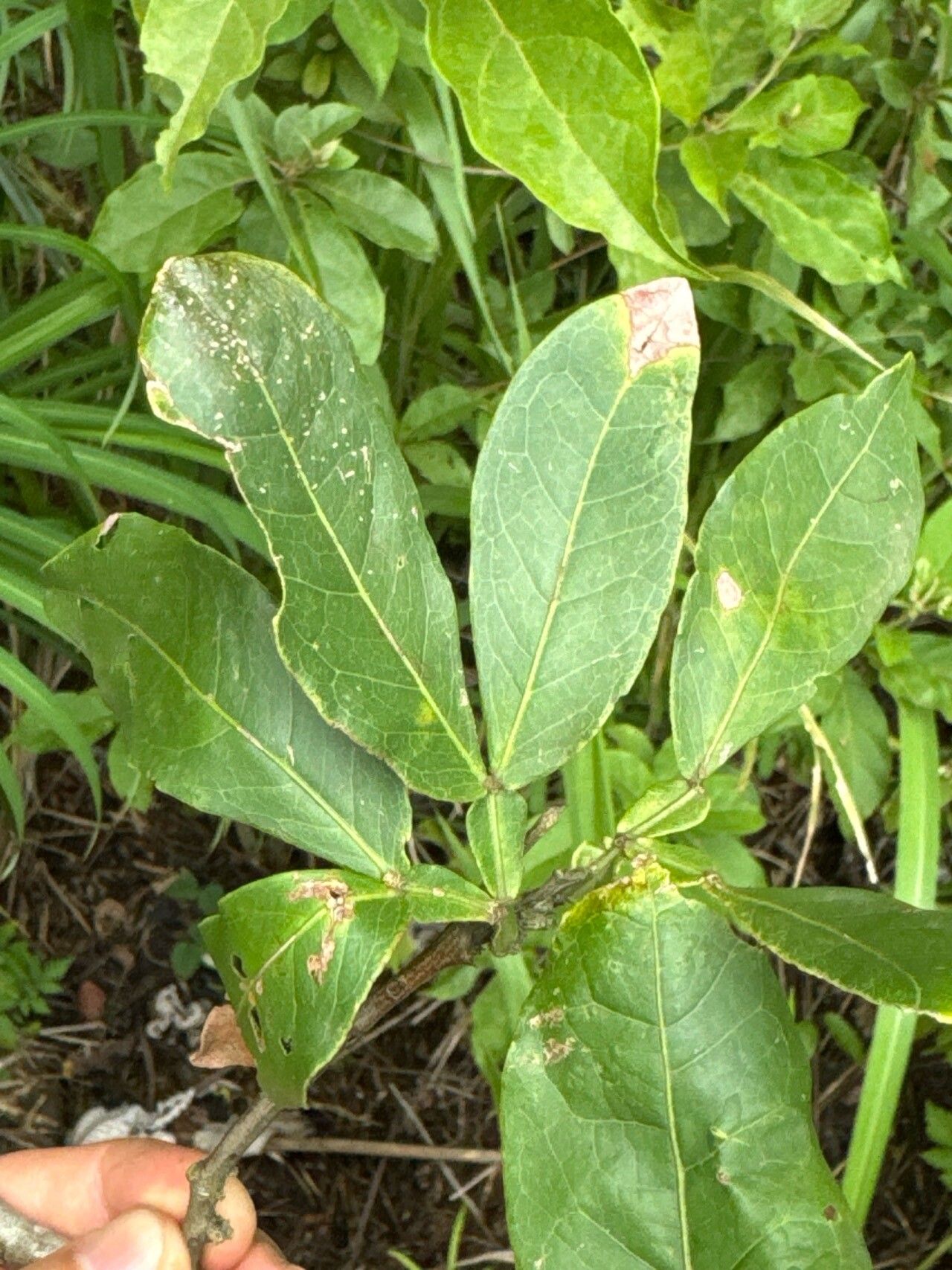 Pithecellobium furcatum — related species from the same genus