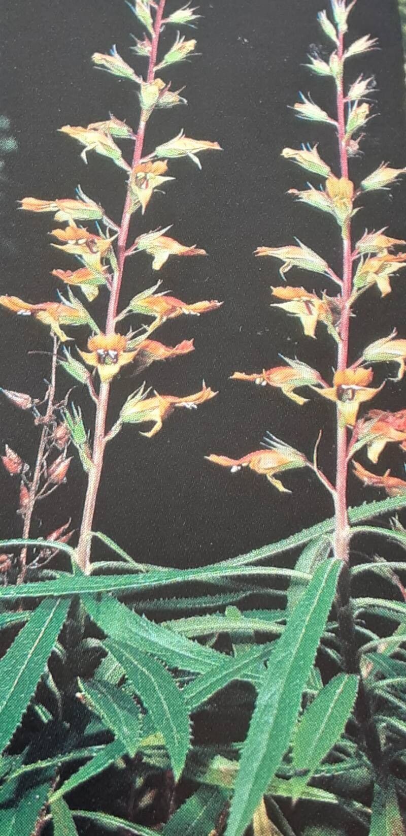 Digitalis chalcantha