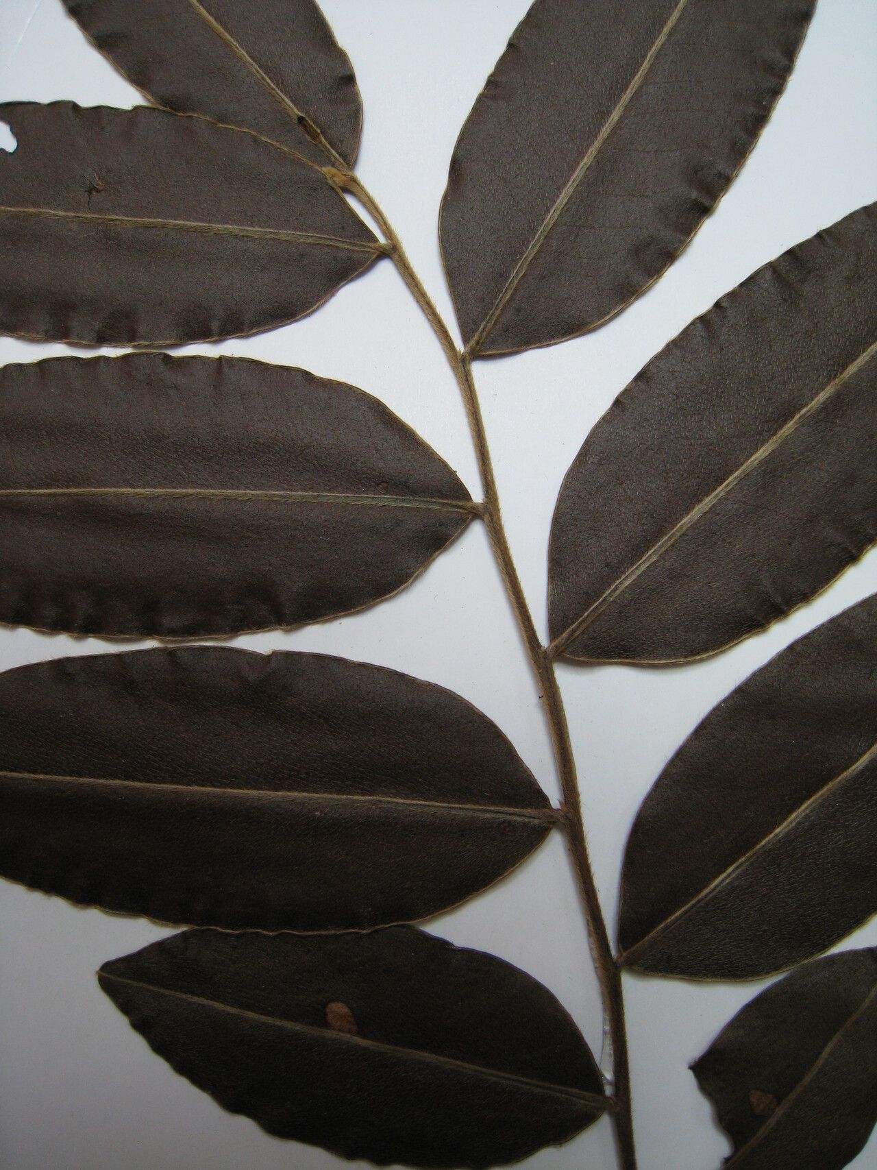 Diospyros cavalcantei other
