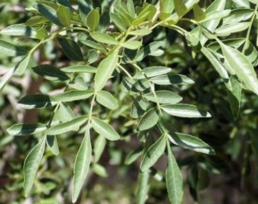 Fraxinus greggii — search result for 'Fraxinus'