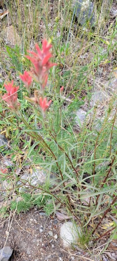 Castilleja tenuiflora — search result for 'Orobanchaceae'