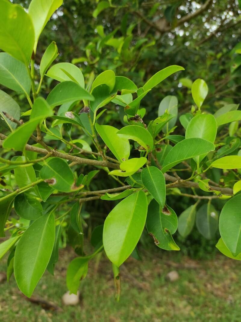 Ficus prolixa — houseplant care guide