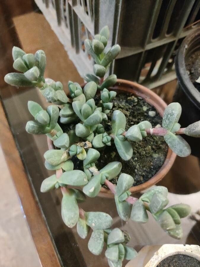 Corpuscularia lehmannii bark