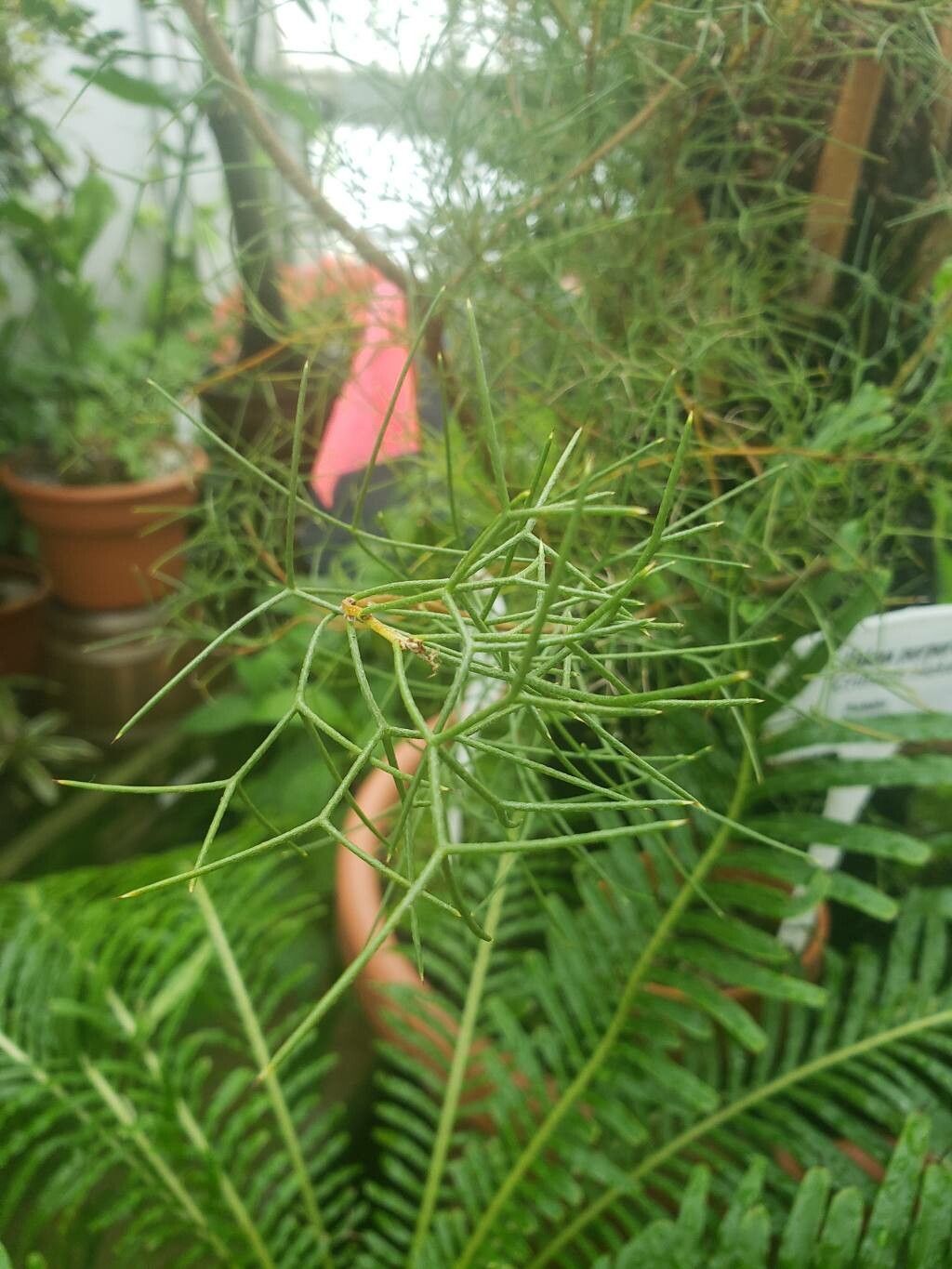 Hakea purpurea — search result for 'Hakea'