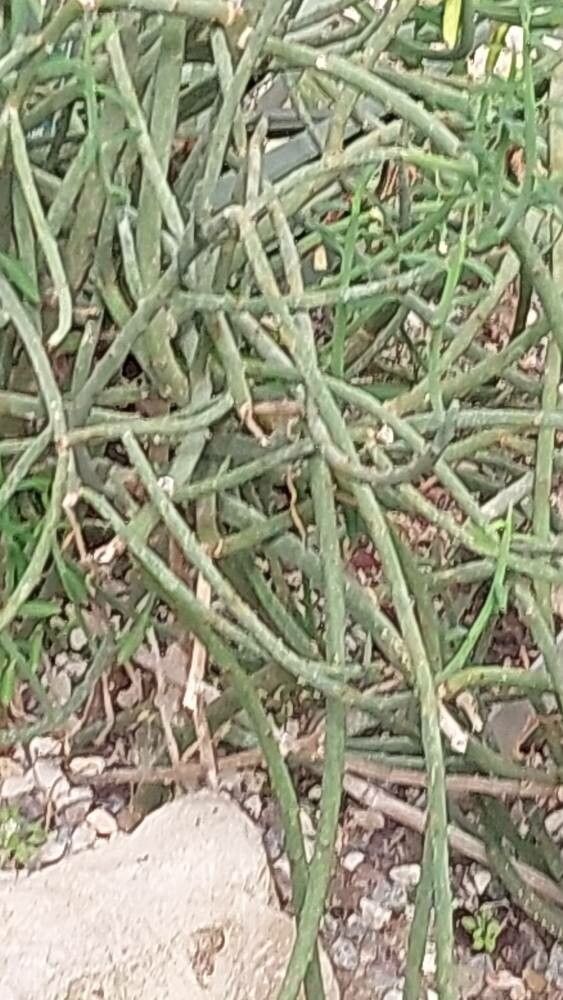 Euphorbia gummifera — houseplant care guide