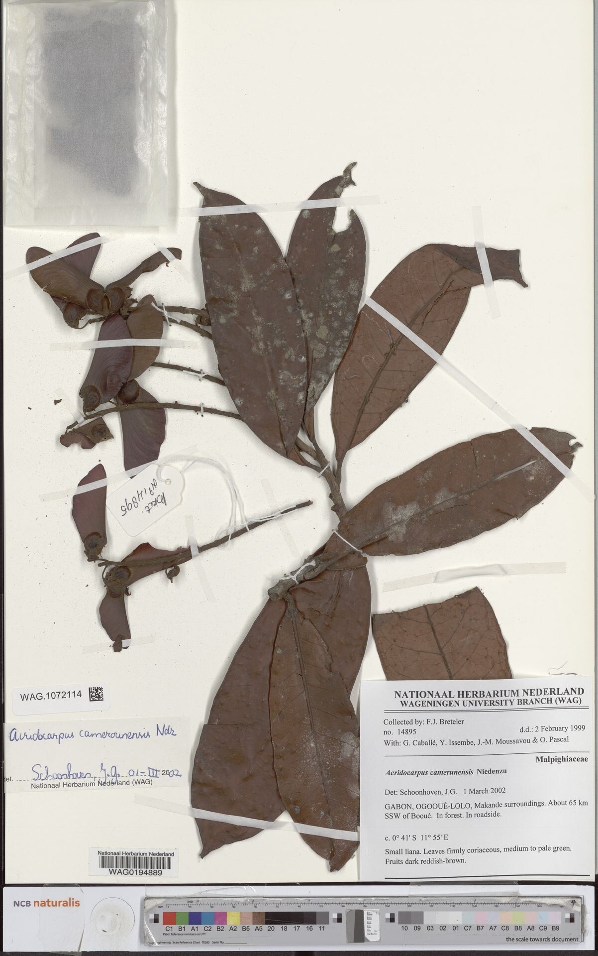 Acridocarpus camerunensis — related species from the same genus