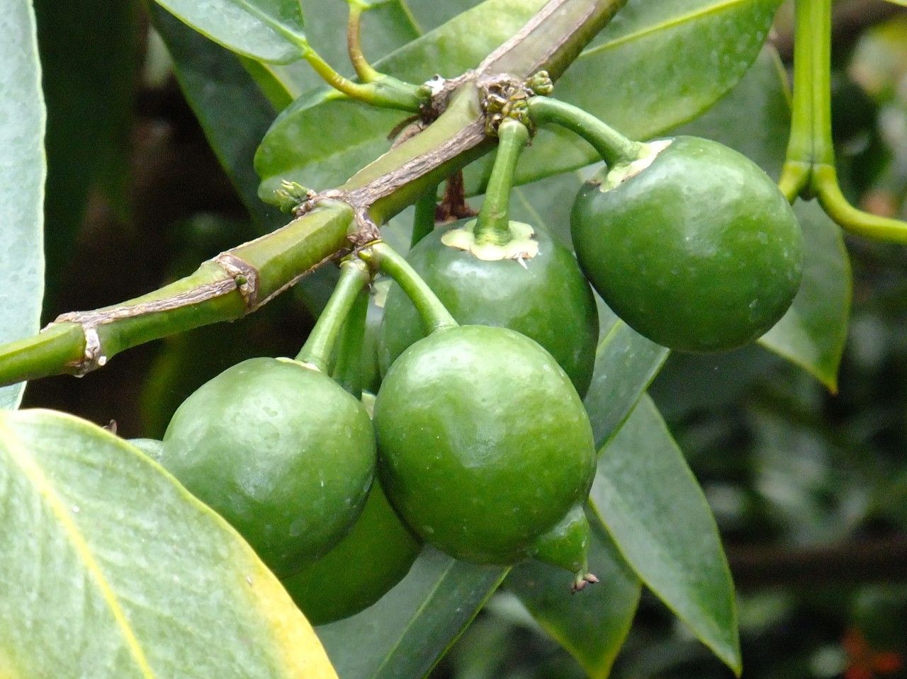 Garcinia xanthochymus fruit