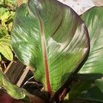 Ensete ventricosum