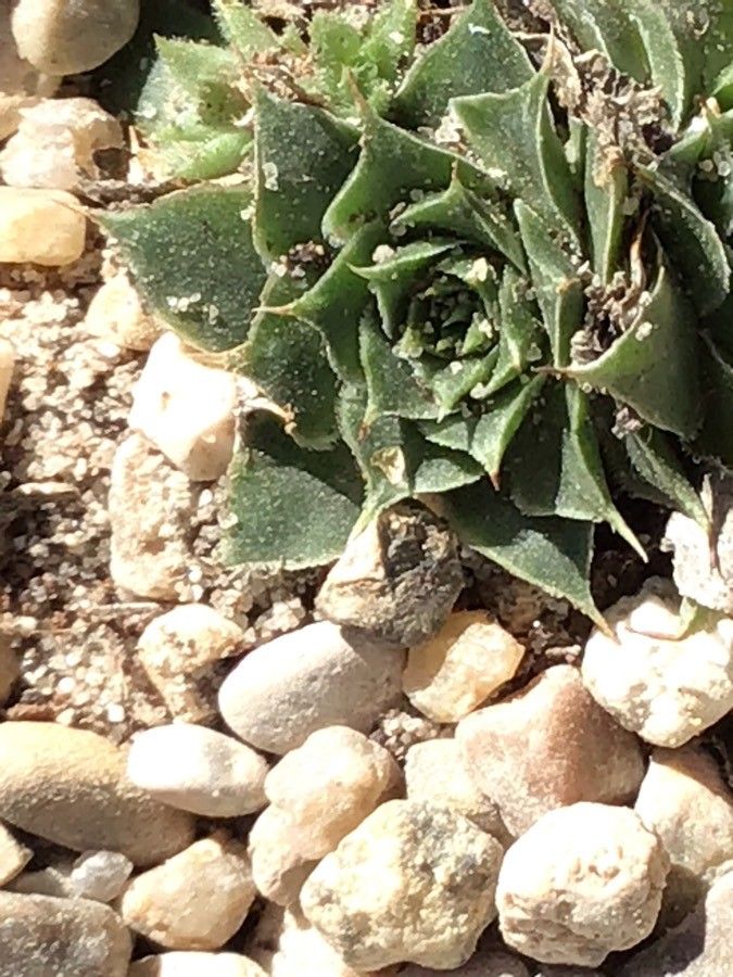 Sempervivum heuffelii — search result for 'Sempervivum'