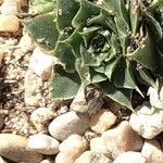 Sempervivum heuffelii