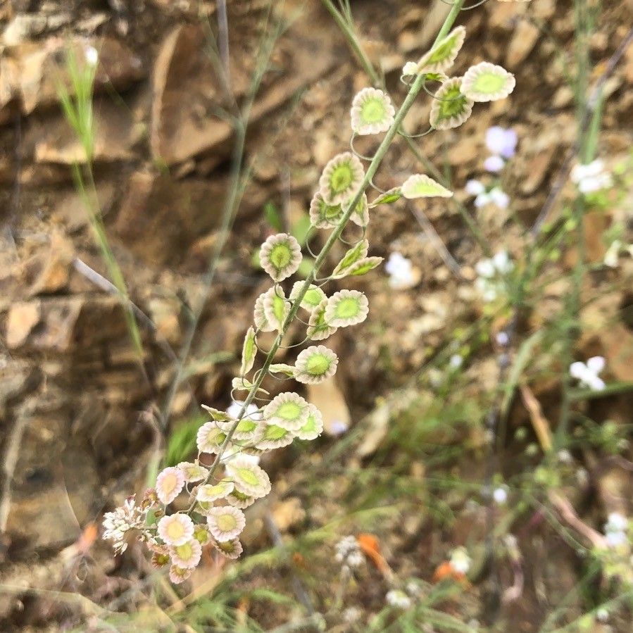 Thysanocarpus laciniatus — related species from the same genus