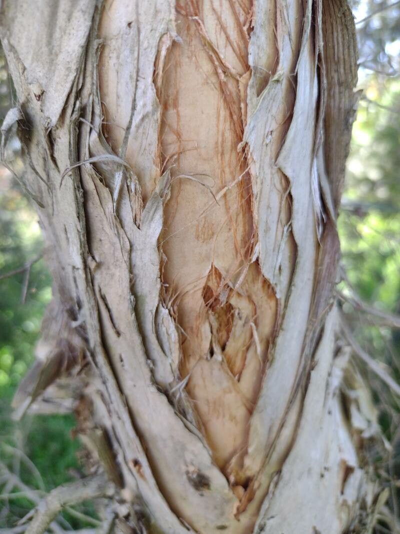 Melaleuca sieberi bark