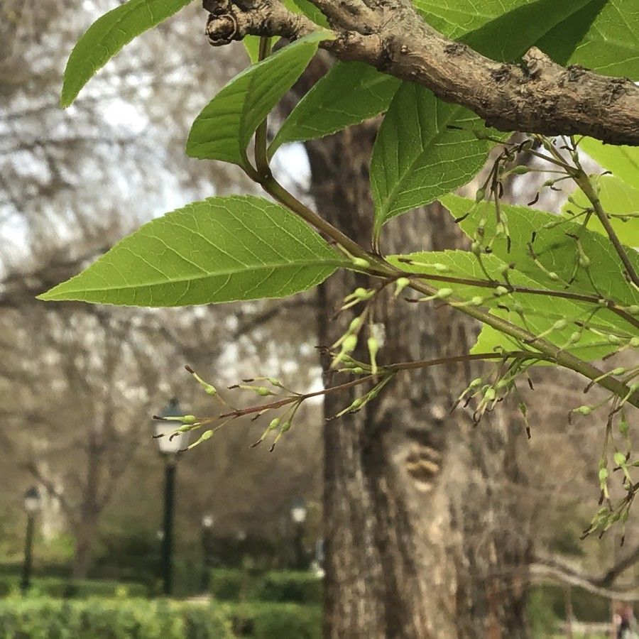 Fraxinus chinensis flower