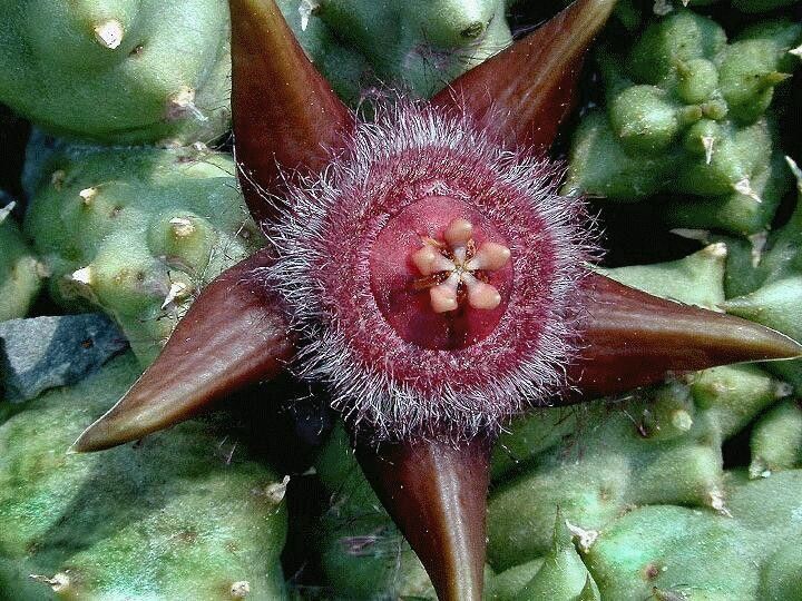 Duvalia corderoyi flower