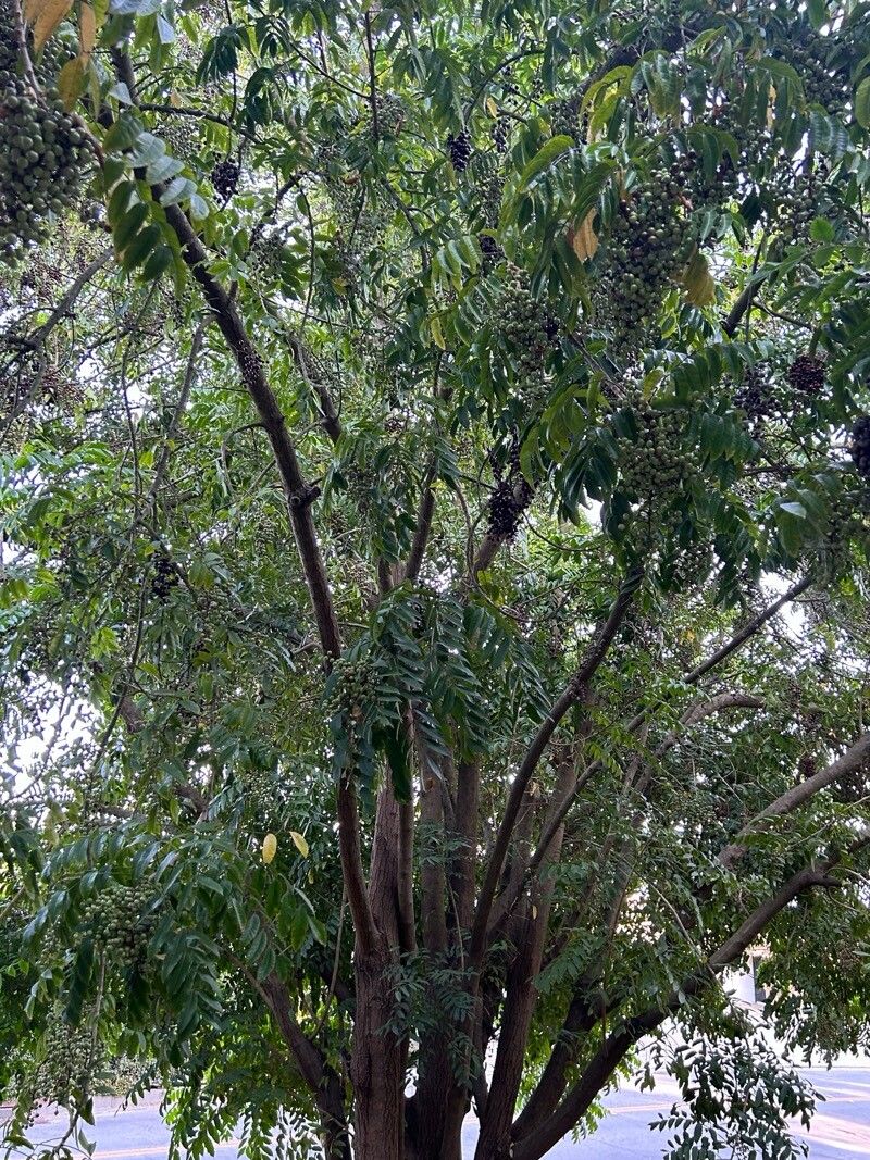 Rhodosphaera rhodanthema leaf