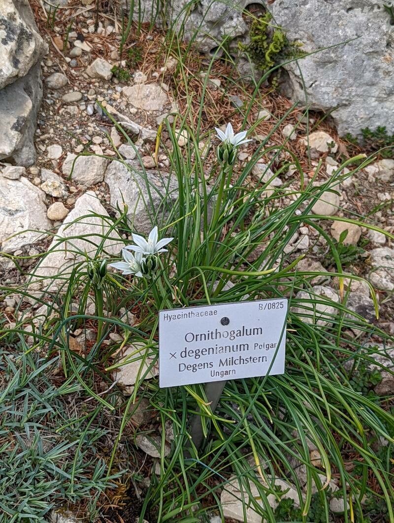 Ornithogalum × degenianum — houseplant care guide