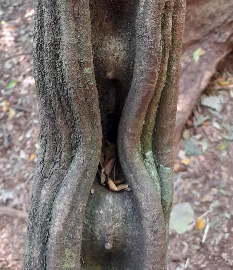 Phanera angulosa — related species from the same genus