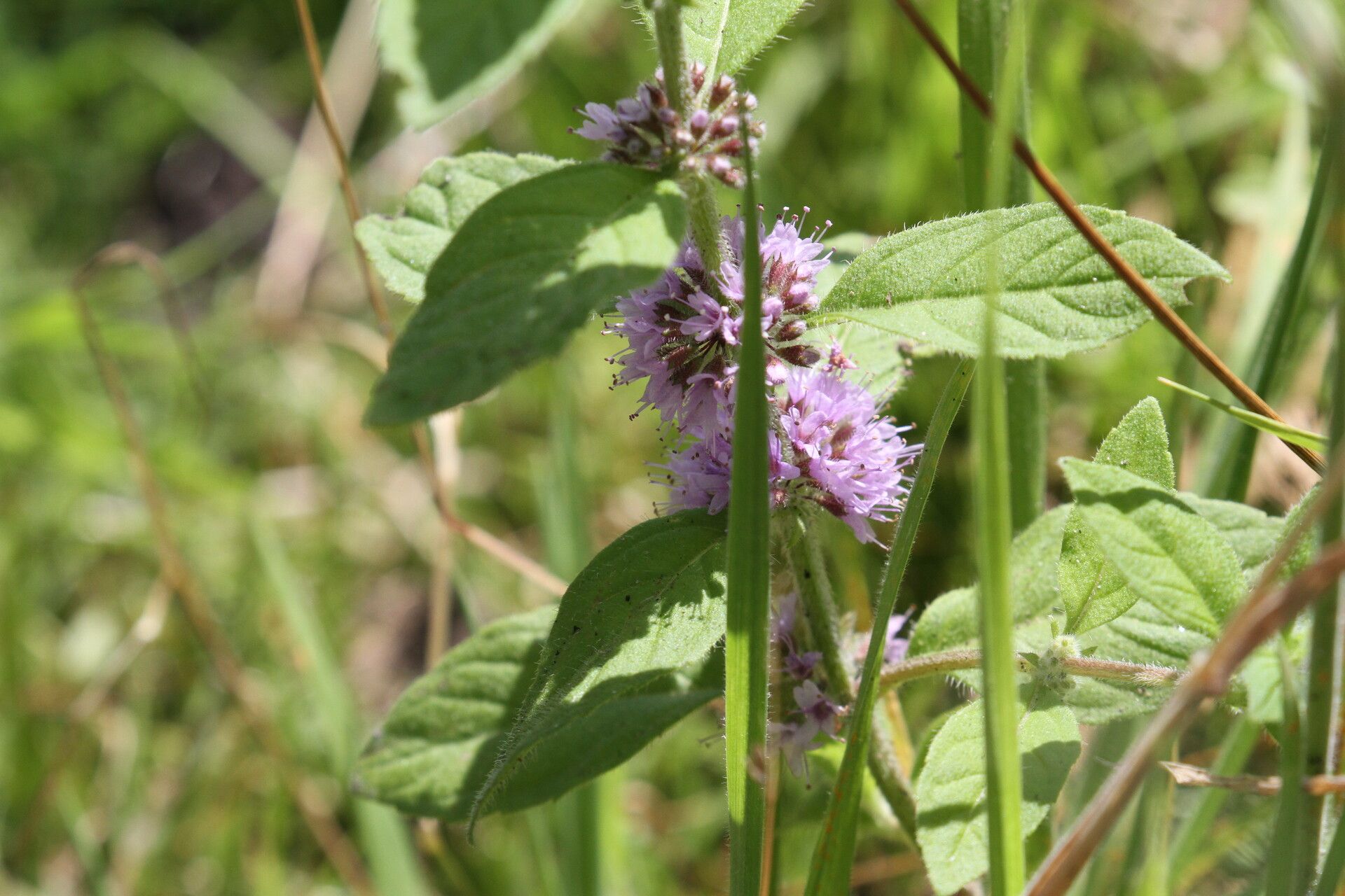 Mentha × verticillata flower