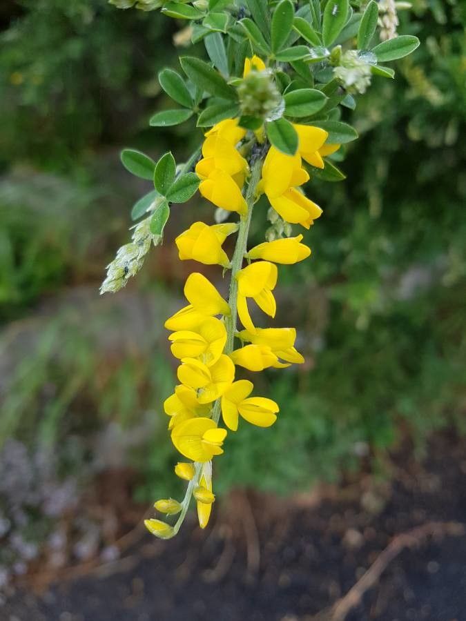 Cytisus villosus flower