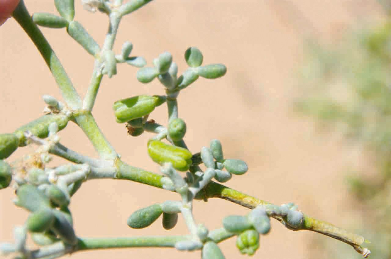 Tetraena gaetula fruit