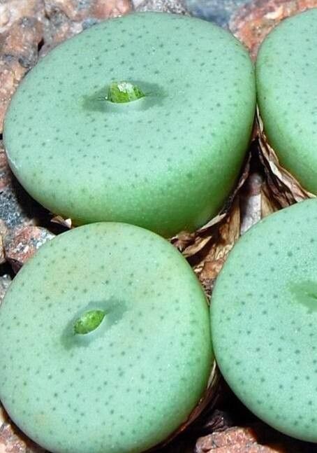 Conophytum wettsteinii — houseplant care guide