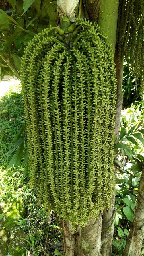 Caryota mitis flower