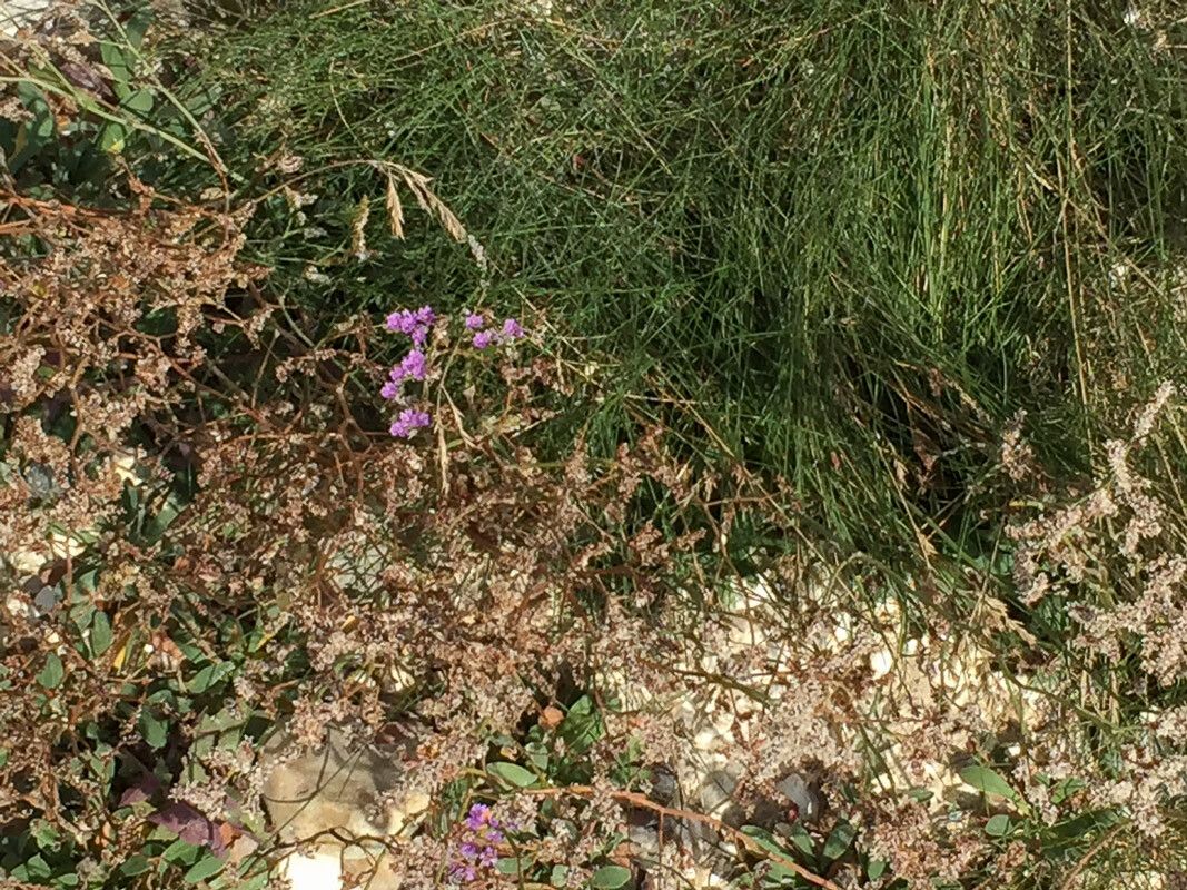 Limonium hyblaeum habit