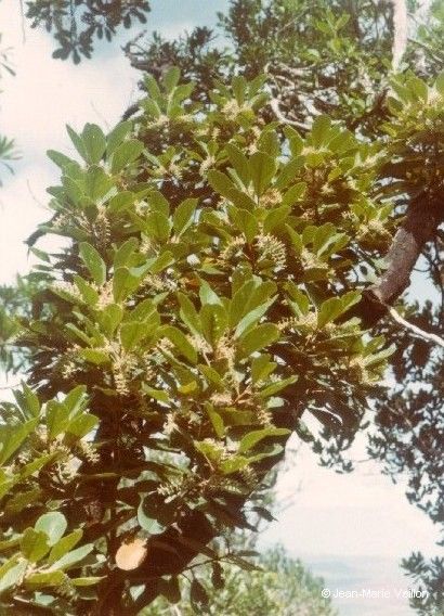 Kermadecia pronyensis flower