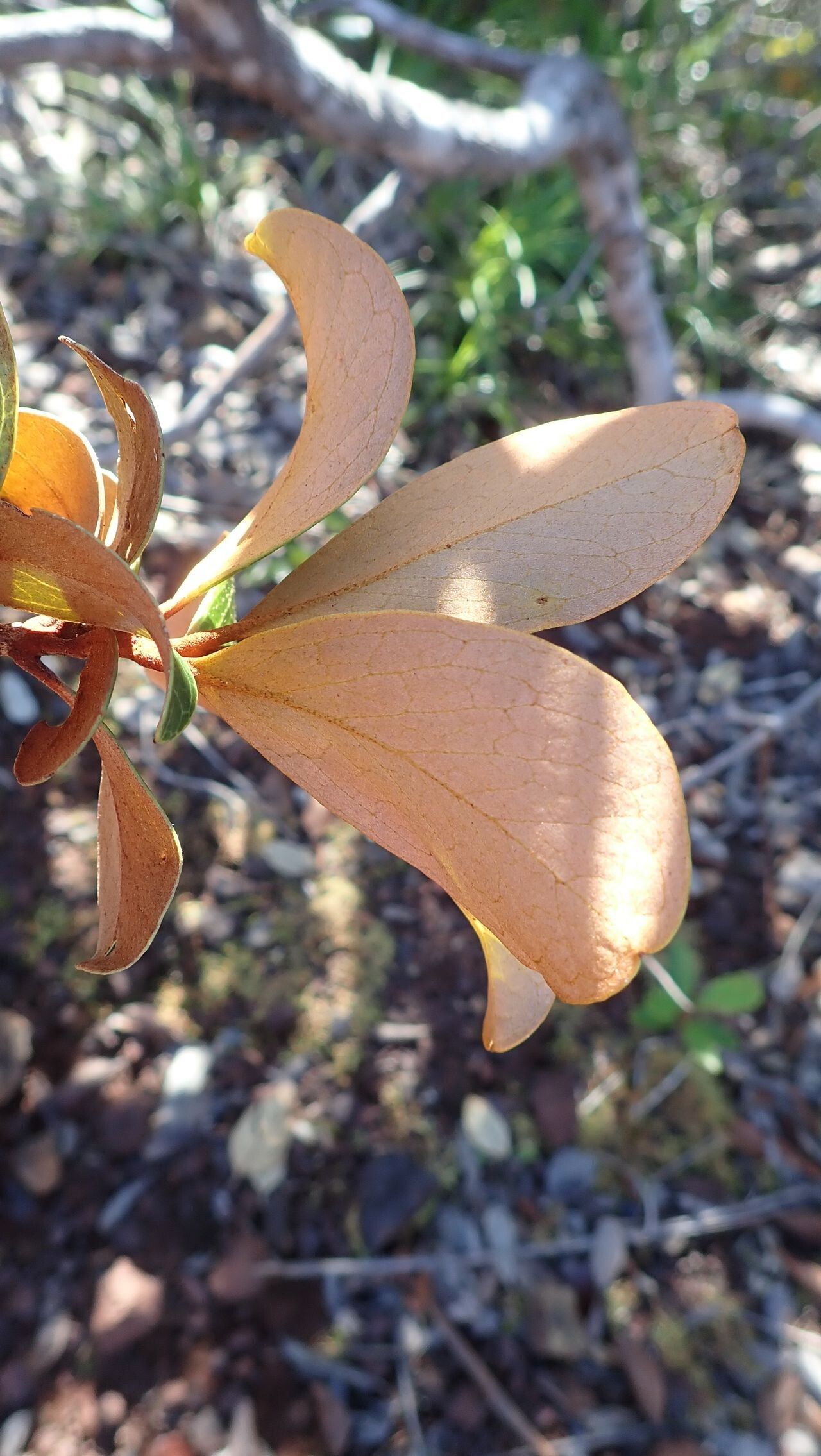 Grevillea nepwiensis — search result for 'Grevillea'