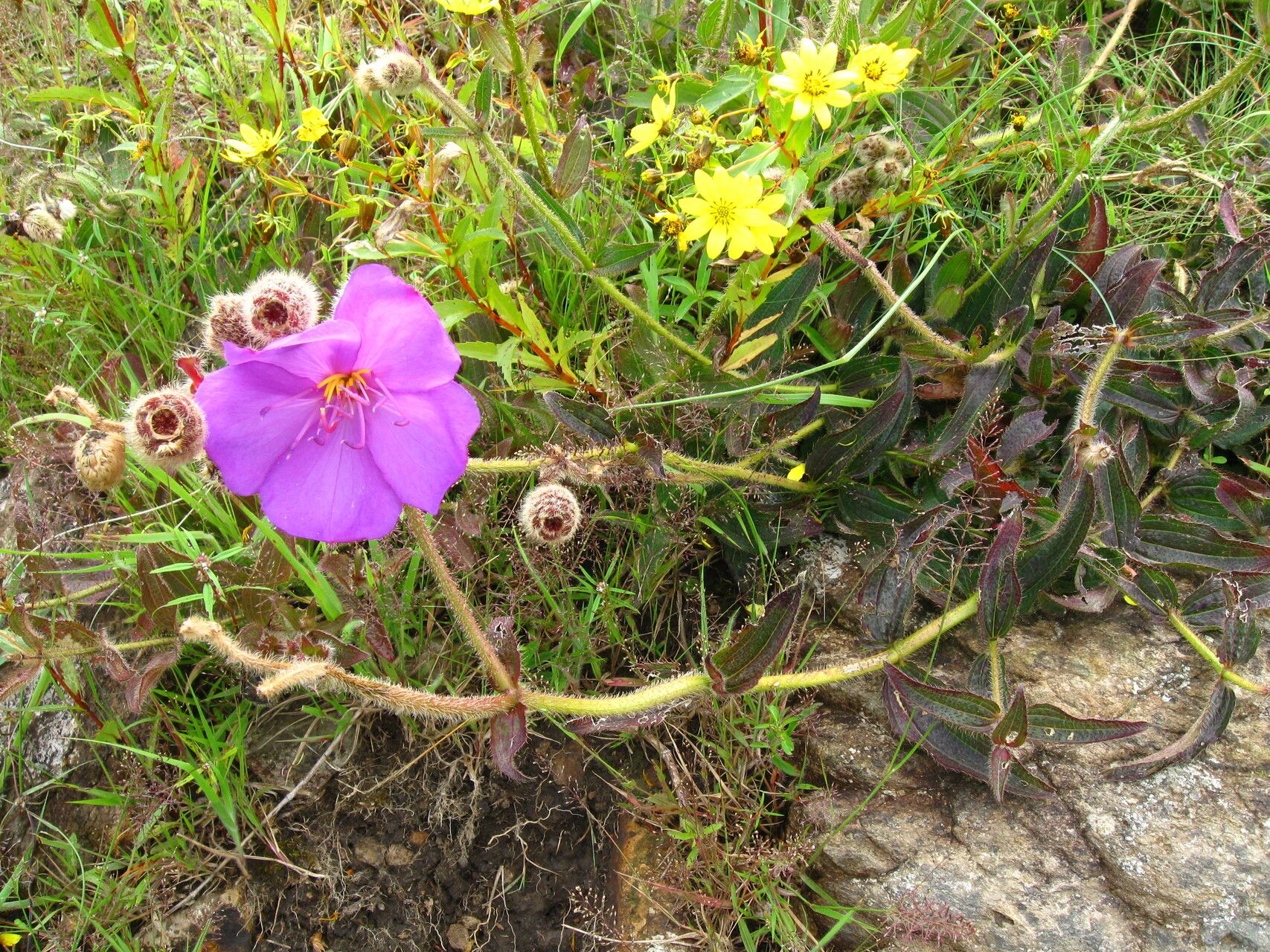 Dissotis longisetosa habit