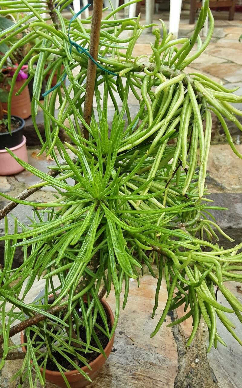 Senecio barbertonicus bark