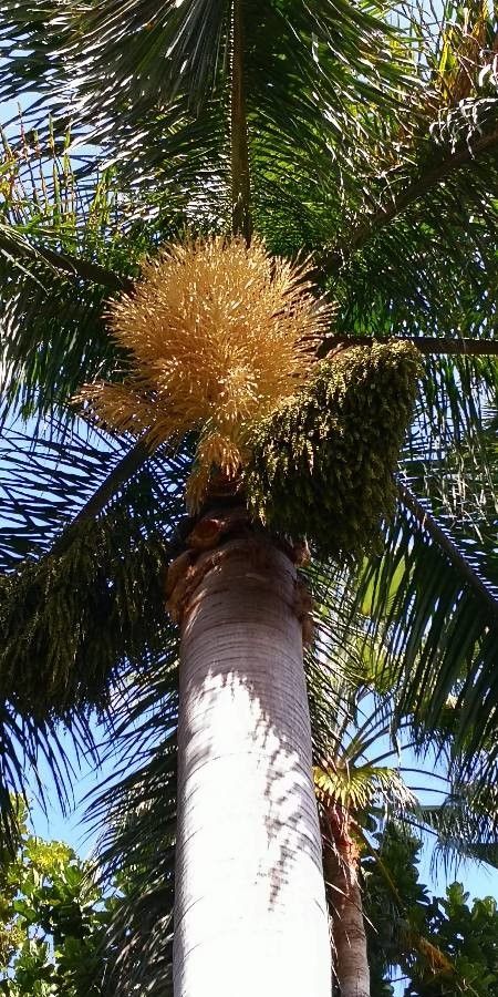 Roystonea regia flower