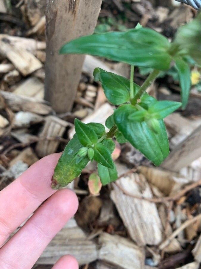 Collinsia bartsiifolia — related species from the same genus