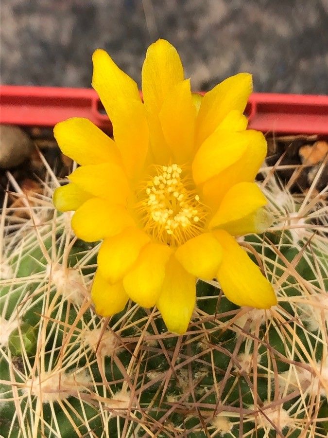 Weingartia neocumingii flower