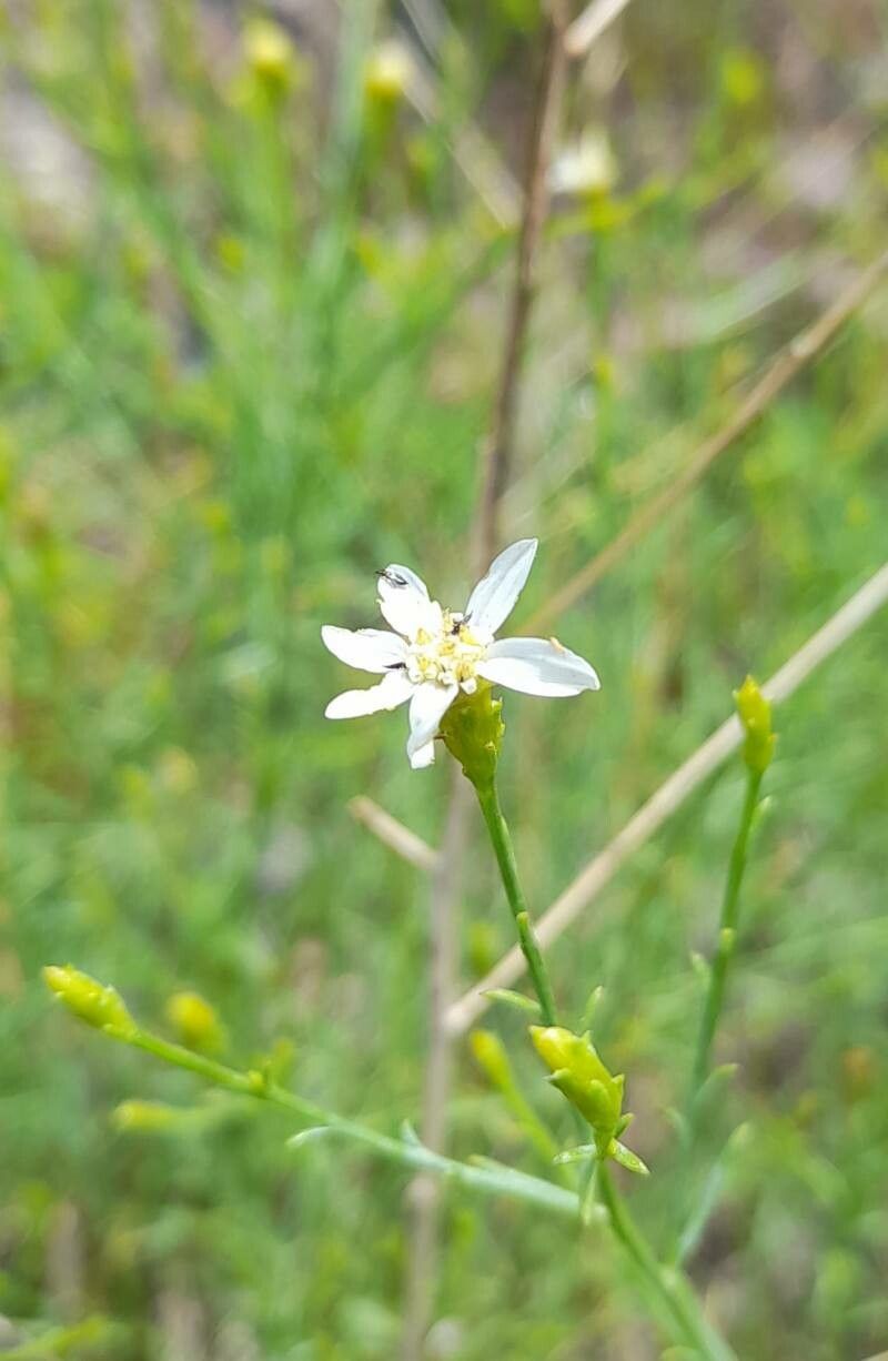 Gutierrezia gilliesii flower