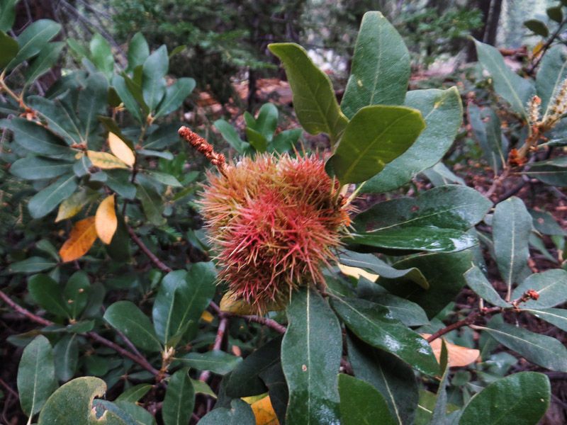 Chrysolepis sempervirens flower
