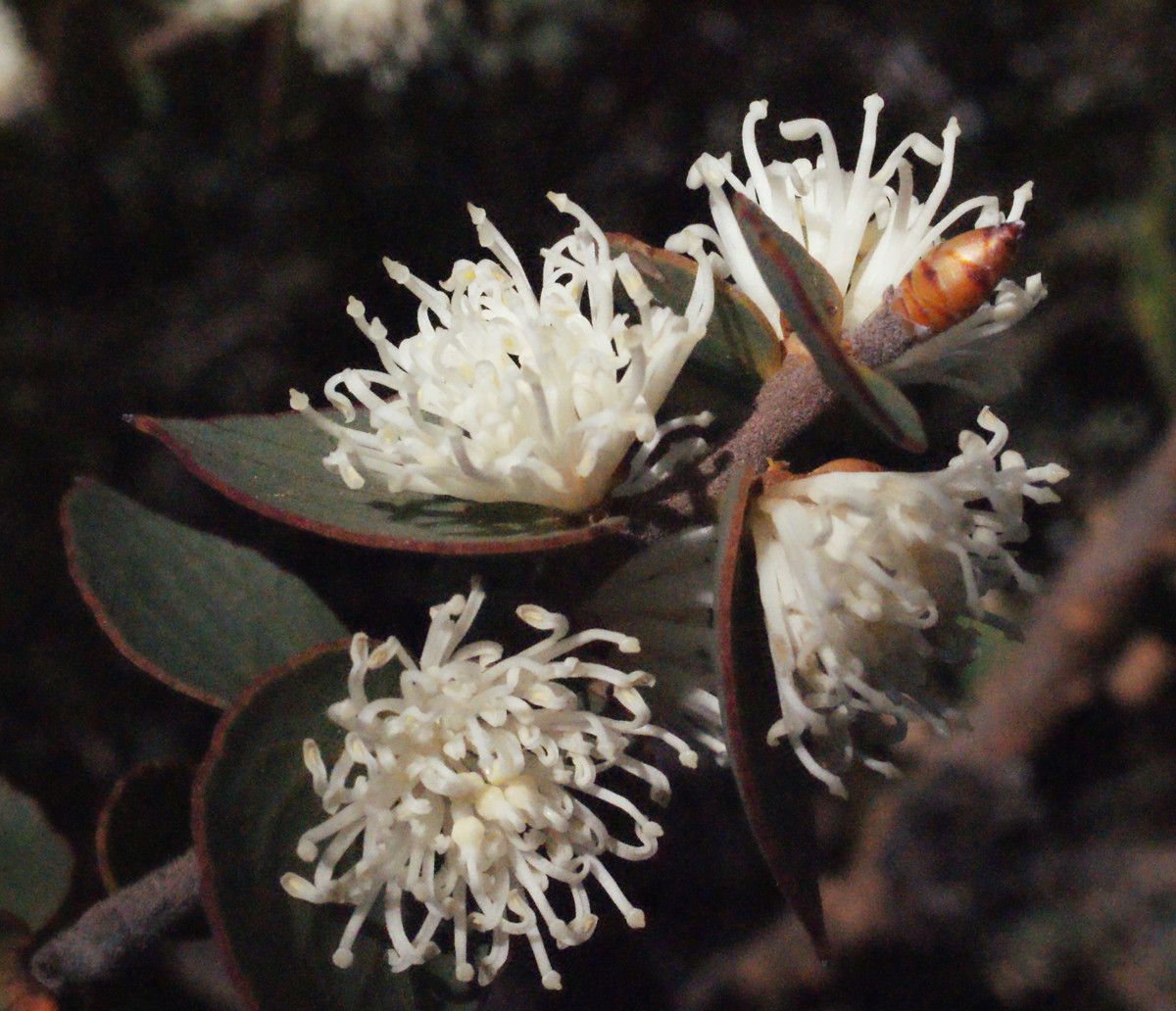 Hakea ruscifolia flower