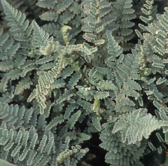 Hemionitis eatonii — houseplant care guide