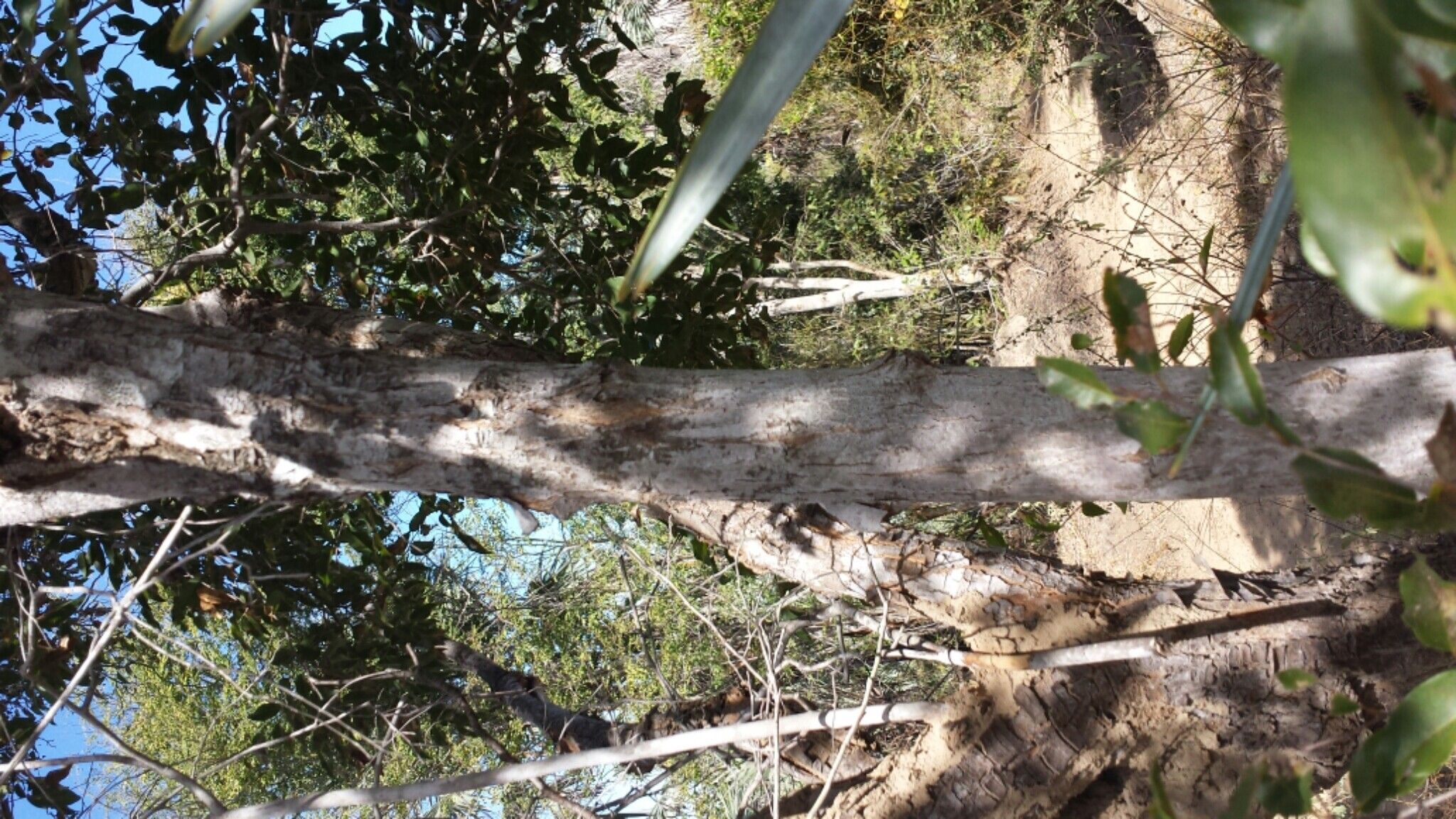 Leptolaena arenaria bark