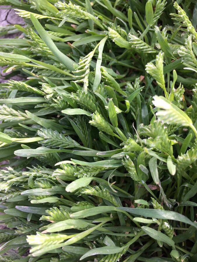 Sclerochloa dura — clay tolerant houseplant