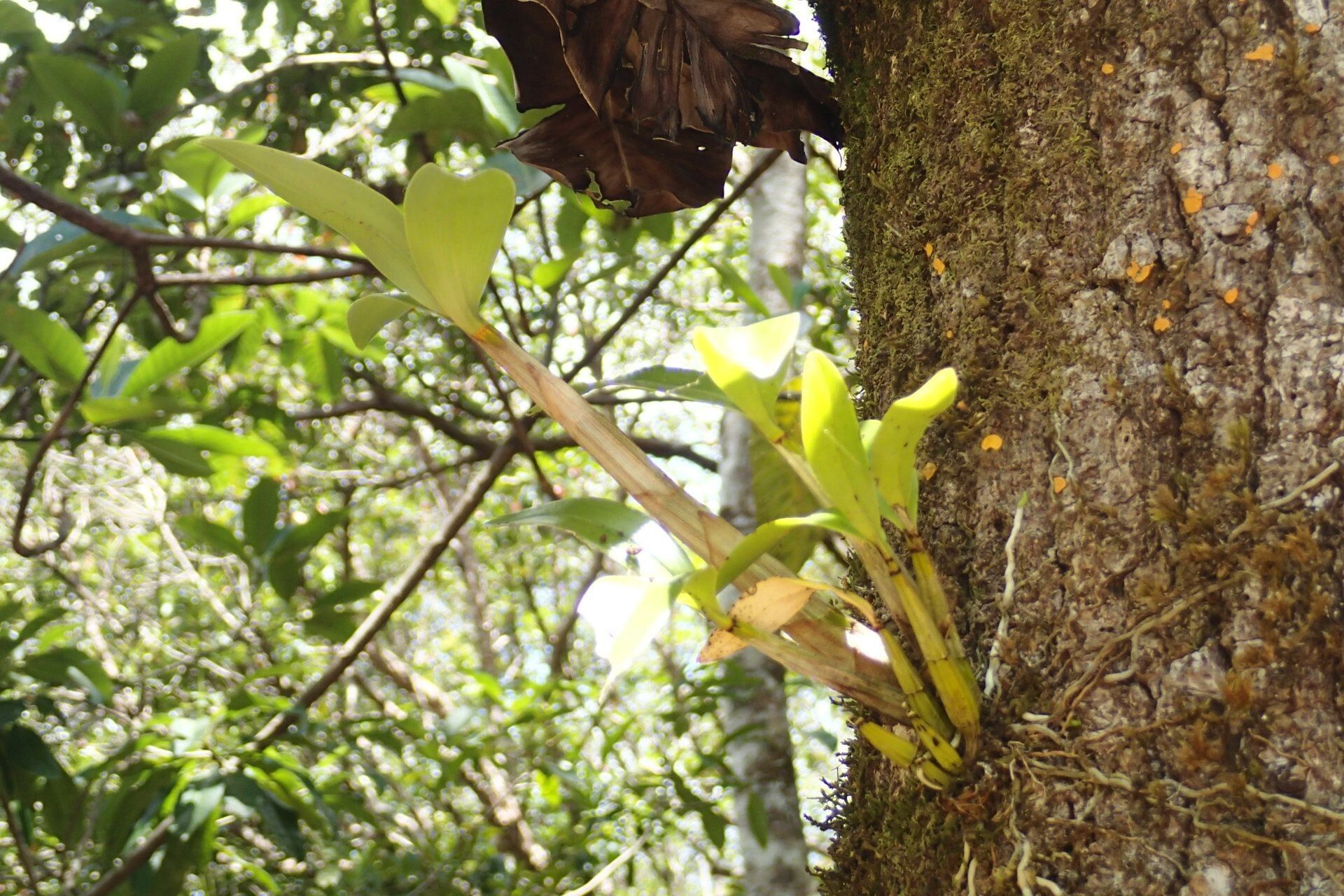 Dendrobium comptonii habit