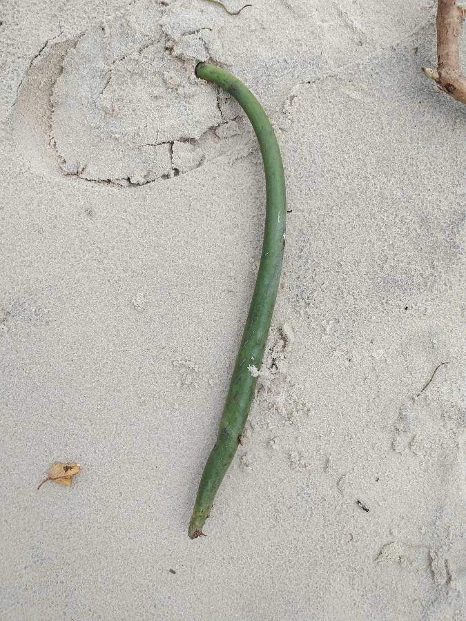 Rhizophora mucronata fruit